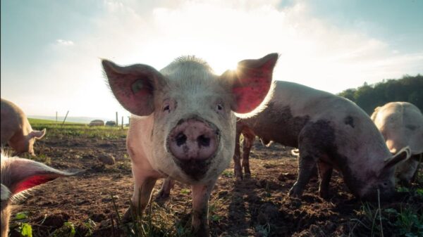 Hukum Asal Muasal Hewan Babi, Ini Penjelasannya