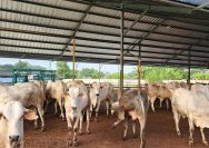 Cek Harga Hewan Kurban 2025 di Jawa Timur, Program BAZNAS Surabaya